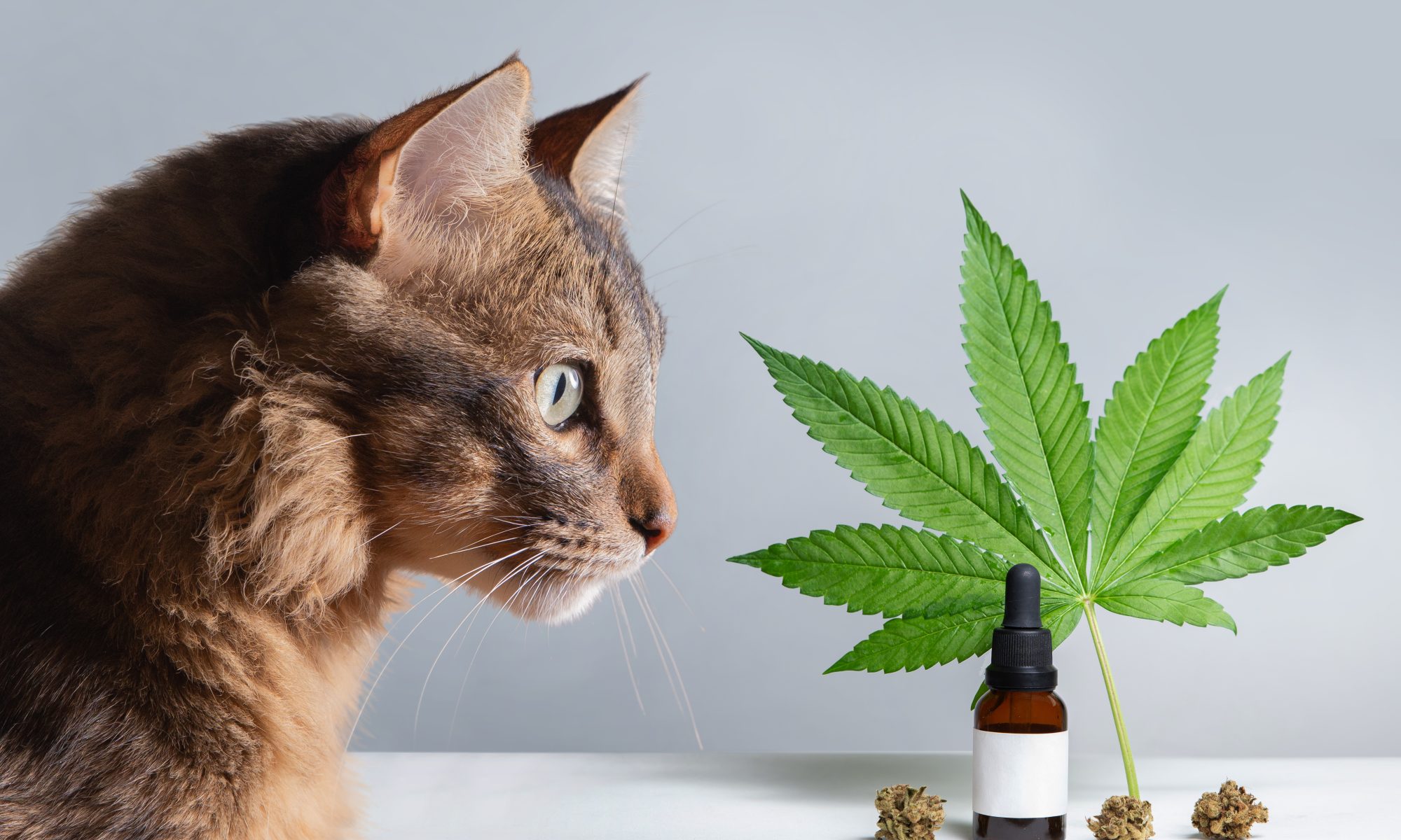 CBD en animales