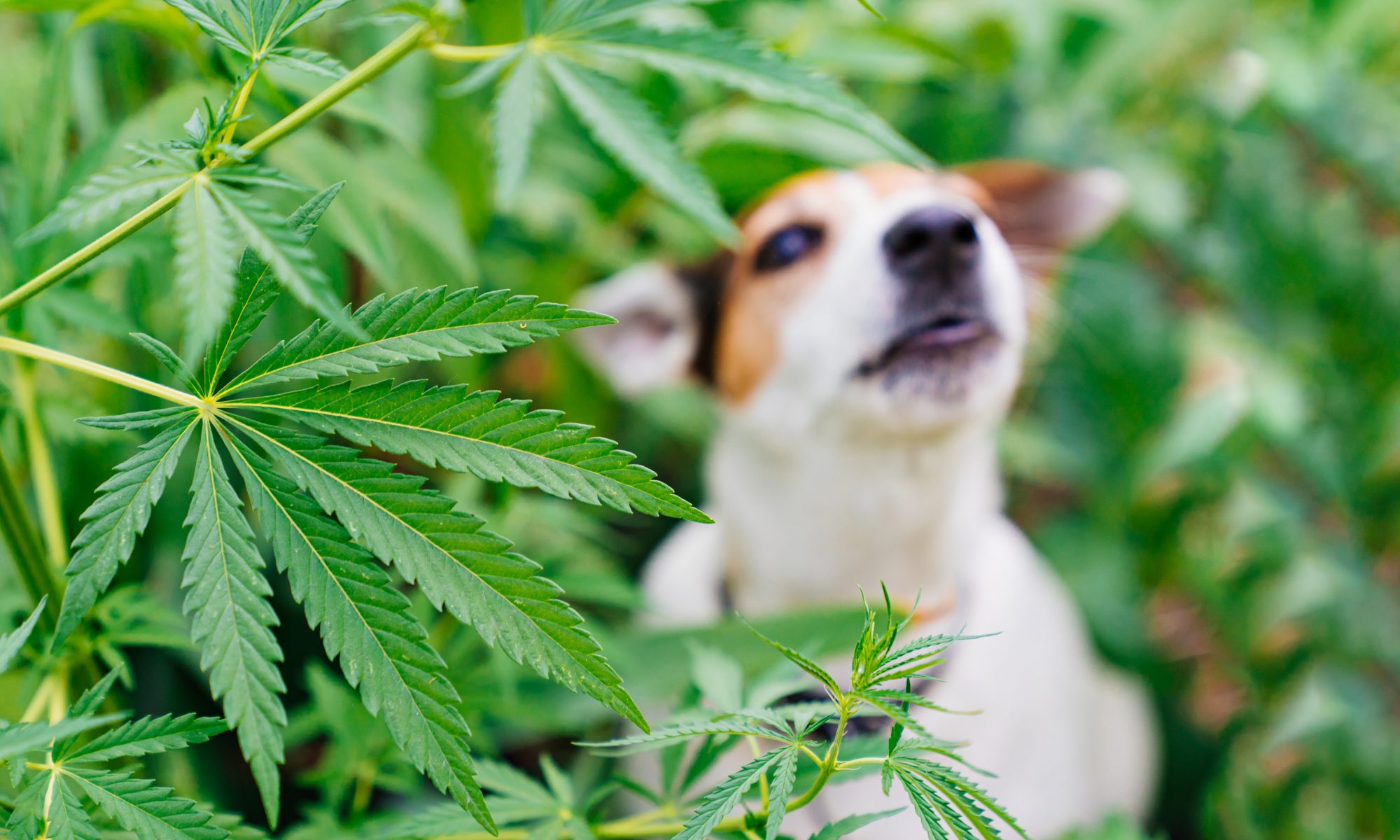 cbd para animales